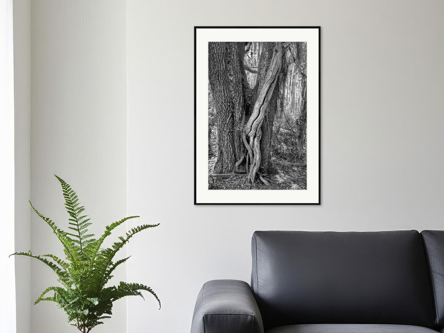 Vine and Live Oak Entwined