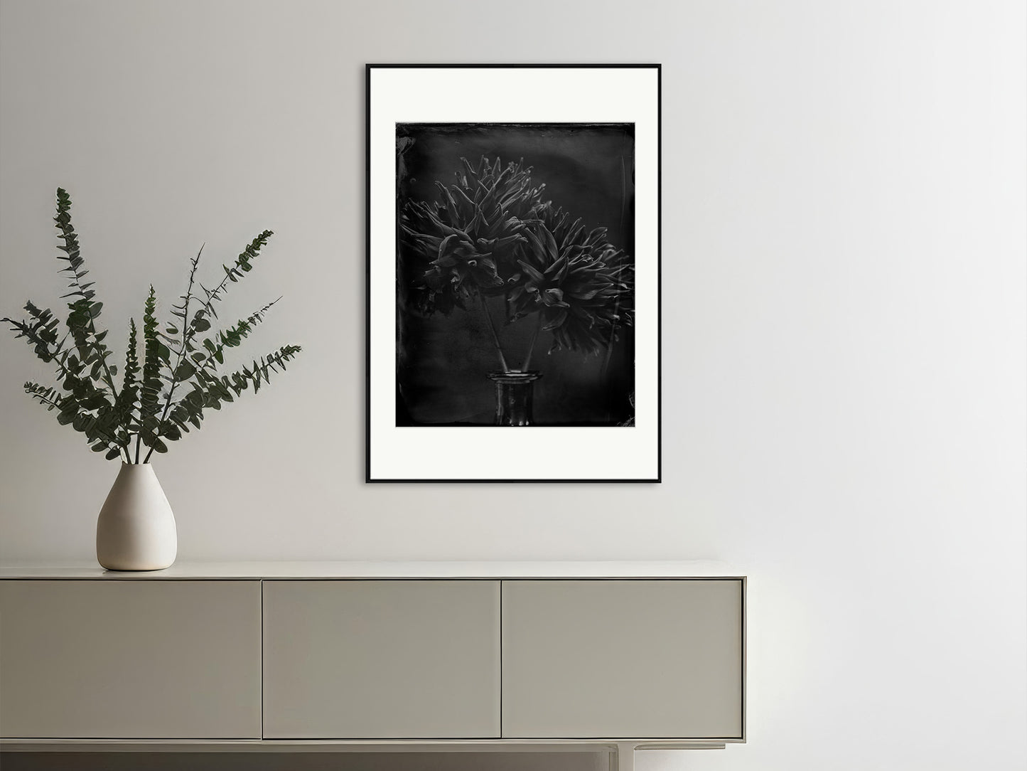 Black dahlias