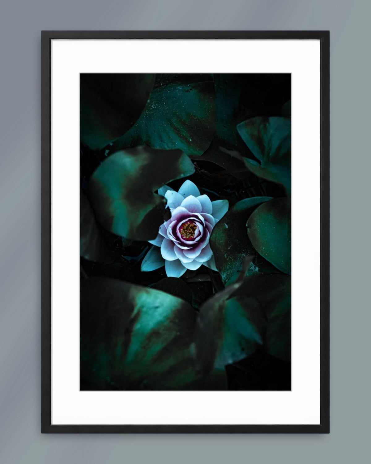 Waterlily Blossom